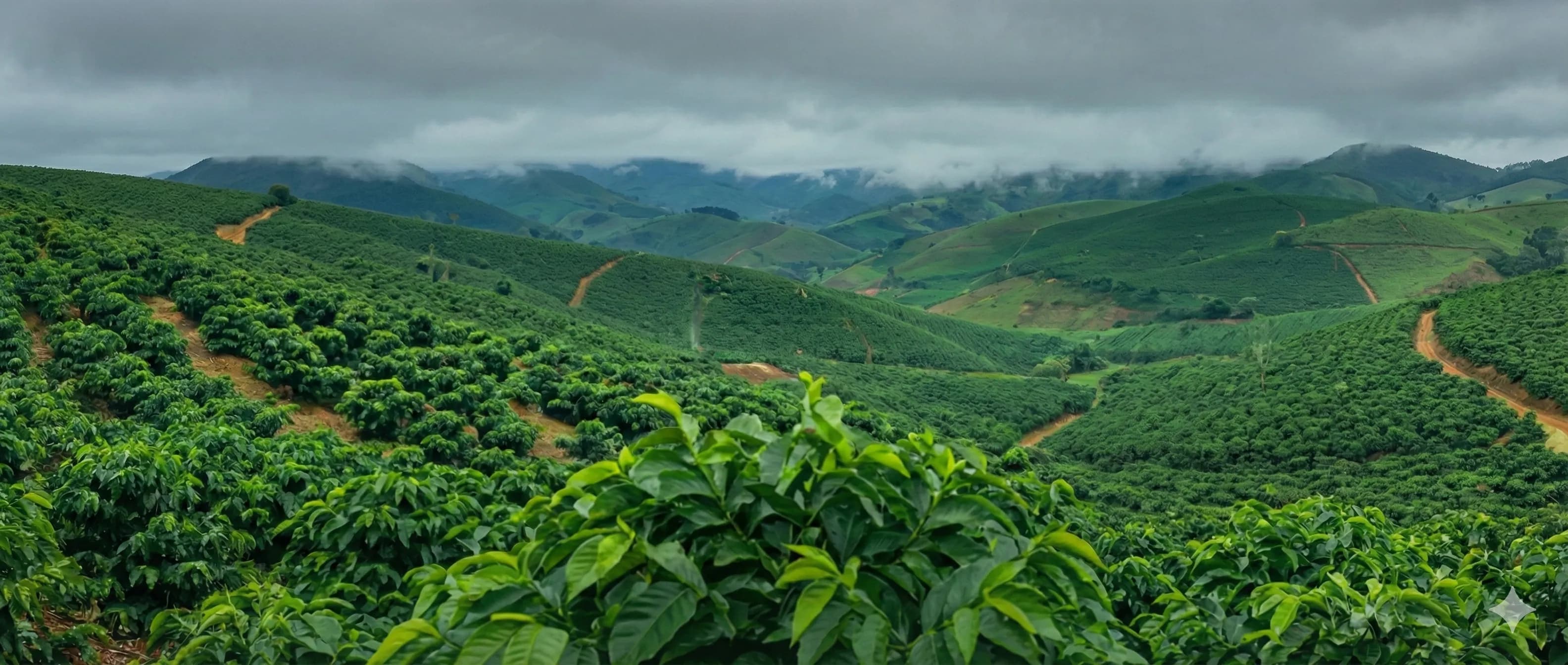 Olimpio Cafés coffee plantation